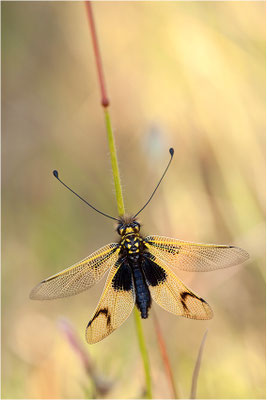 Langfühleriger Schmetterlingshaft (Libelloides longicornis), Weibchen, Frankreich, Ardèche