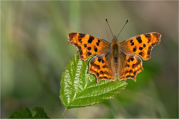 C-Falter (Polygonia c-album), Deutschland, Baden-Württemberg