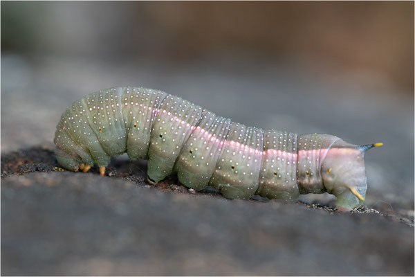 Taubenschwänzchen