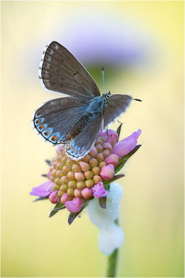 Himmelblauer Bläuling (Polyommatus bellargus f. cerones), Weibchen, Deutschland, Baden-Württemberg