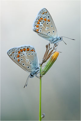 Hauhechel-Bläuling (Polyommatus icarus), Männchen, Spanien, Pyrenäen, Prov. Lleida