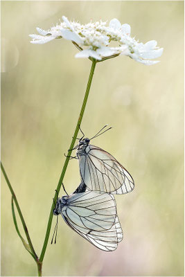 Baumweißling (Aporia crataegi), Paarung, Frankreich, Ardèche