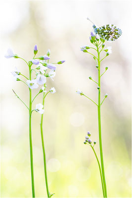 Aurorafalter (Anthocharis cardamines), Männchen, Deutschland, Baden-Württemberg