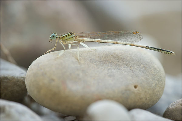 Weiße Federlibelle (Platycnemis latipes), Dep. Drôme, Frankreich