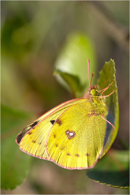 Hufeisenklee-Gelbling (Colias alfacariensis), Deutschland, Baden-Württemberg