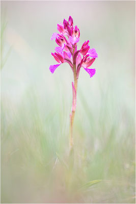 Schmetterlings-Hundswurz (Anacamptis papilionacea), Dep. Var, Frankreich