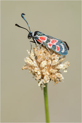 Okzitanisches Widderchen (Zygaena occitanica), Frankreich, Drôme