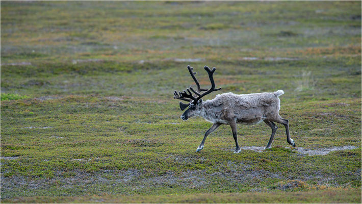 Rentier (Rangifer tarandus), Norwegen, Finnmark