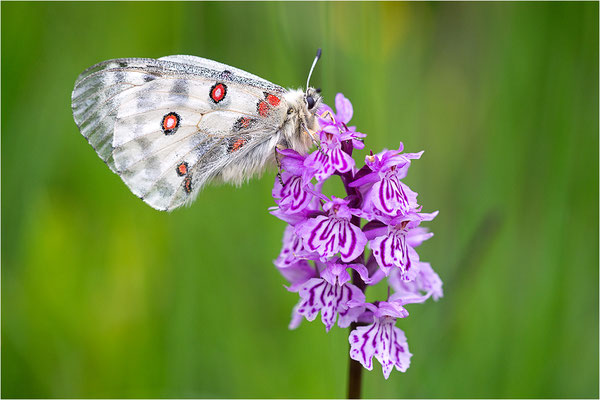 Roter Apollo (Parnassius apollo geminus), Schweiz, Kanton Bern