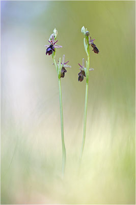 Ophrys x royanensis (=drumana x insectifera), Frankreich, Dep. Drôme