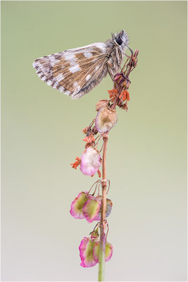 Ockerfarbiger Würfelfalter (Pyrgus carlinae), Italien, Region Aostatal, 2.000m