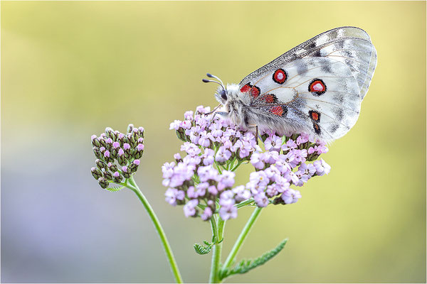 Roter Apollo (Parnassius apollo calmensis), Schweiz, Kanton Fribourg