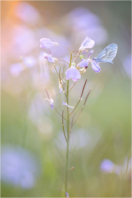 Tintenfleck-Weißling (Leptidea sinapis bzw. juvernica), Deutschland, Baden-Württemberg