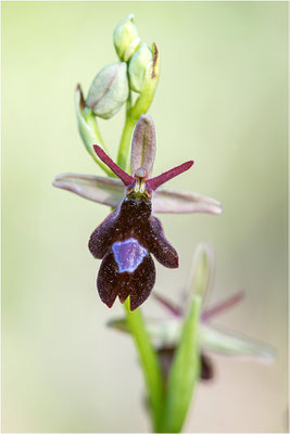 Ophrys x royanensis (=drumana x insectifera), Frankreich, Dep. Drôme