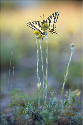 Südlicher Schwalbenschwanz (Papilio alexanor destelensis), Männchen, Frankreich, Dep. Vaucluse