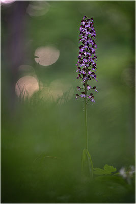 Purpur-Knabenkraut (Orchis purpurea), Deutschland, Baden-Württemberg