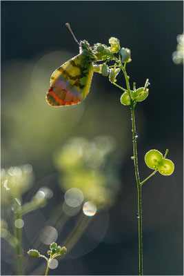 Gelber Aurorafalter (Anthocharis euphenoides), Frankreich, Ardèche