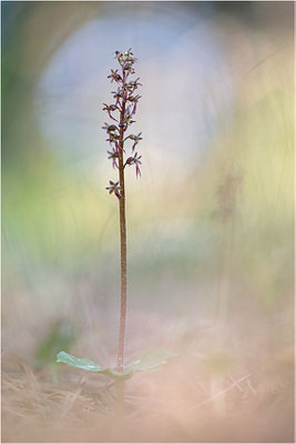 Kleines Zweiblatt (Listera cordata), Gotland, Schweden