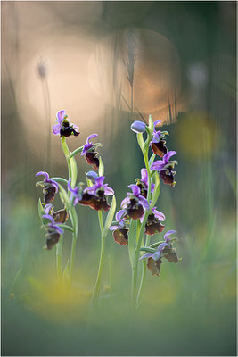 Hummel-Ragwurz (Ophrys fuciflora), Südlicher Oberrhein, Baden-Württemberg