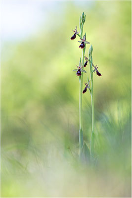 Ophrys x royanensis (=drumana x insectifera), Frankreich, Dep. Isere