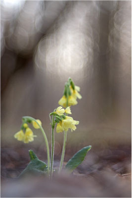 Hohe Schlüsselblume (Primula elatior), Deutschland, Baden-Württemberg