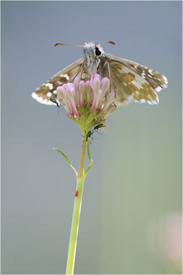 Sonnenröschen-Würfel-Dickkopffalter (Pyrgus alveus), Frankreich, Dep. Savoie, 1.700m