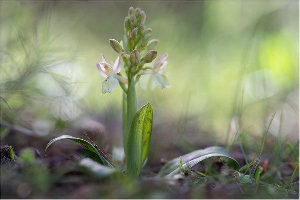 Provence-Knabenkraut (Orchis provincialis)