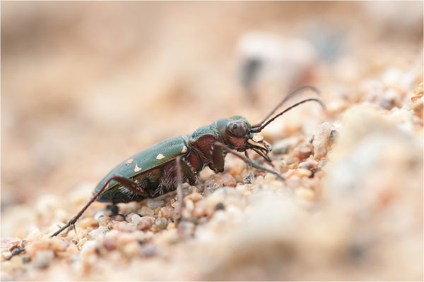 Feld-Sandlaufkäfer (Cicindela campestris), Schweden, Värmland