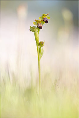 Ophrys eleonorae