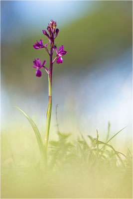 Lockerblütige Hundswurz (Anacamptis laxiflora), Dep. Var, Frankreich