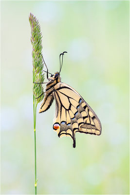 Schwalbenschwanz (Papilio machaon), Deutschland, Baden-Württemberg