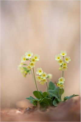 Hohe Schlüsselblume (Primula elatior), Deutschland, Baden-Württemberg