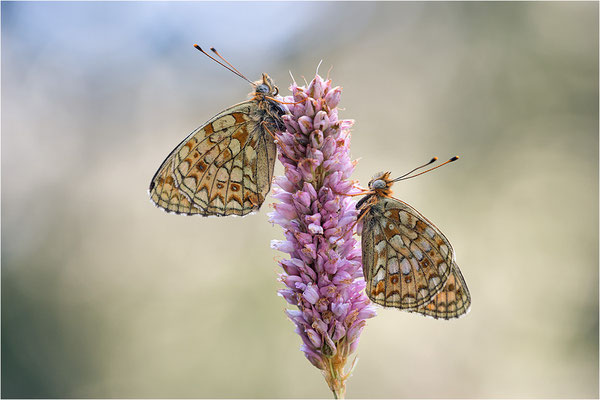 Stiefmütterchen-Perlmutterfalter (Argynnis niobe), Italien, Region Aostatal, 2000m