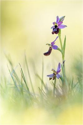 Drôme-Ragwurz (Ophrys drumana), Frankreich, Dep. Drôme