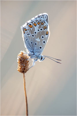 Silbergrüner Bläuling (Polyommatus coridon), Frankreich, Ardèche