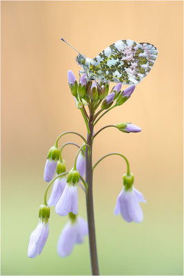 Aurorafalter (Anthocharis cardamines), Männchen, Deutschland, Baden-Württemberg