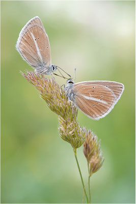 Weißdolch-Bläuling (Polyommatus damon), Männchen, Schweiz, Wallis