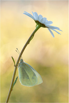 Kleiner Kohlweißling (Pieris rapae), Deutschland, Baden-Württemberg