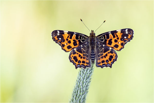 Landkärtchen (Araschnia levana), Frühjahrsform, Deutschland, Baden-Württemberg