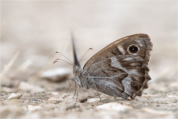 Hipparchia fidia, Frankreich Dep. Var