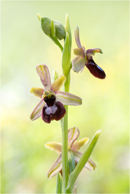 Hybride Drôme-Ragwurz und Spinnen-Ragwurz (Ophrys drumana x Ophrys sphegodes), Frankreich, Dep. Isere