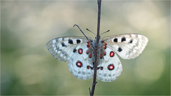 Roter Apollo (Parnassius apollo linnei), Schweden, Gotland