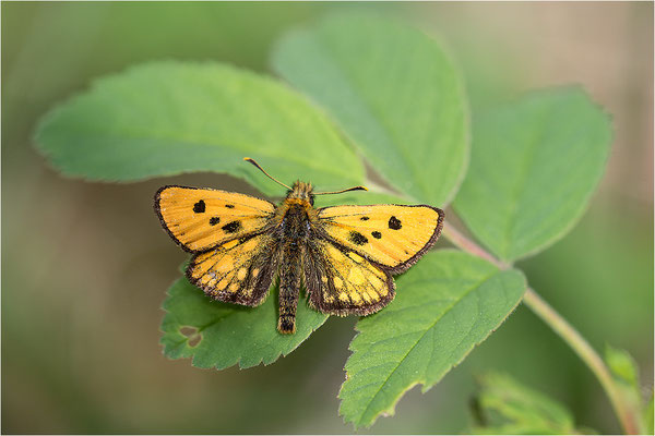 Schwarzfleckiger Golddickkopffalter (Carterocephalus silvicola), Männchen, Schweden, Gotland