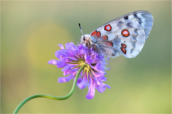 Roter Apollo (Parnassius apollo nivatus), Frankreich, Dep. Jura