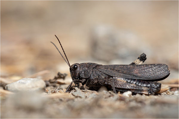 Rotflügelige Schnarrschrecke (Psophus stridulus), Frankreich, Savoie