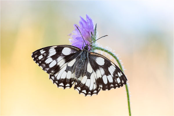 Schachbrettfalter (Melanargia galathea), Männchen, Deutschland, Baden-Württemberg