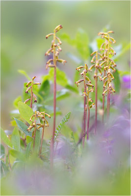 Korallenwurz (Corallorhiza trifida), Schweden, Norrbotten