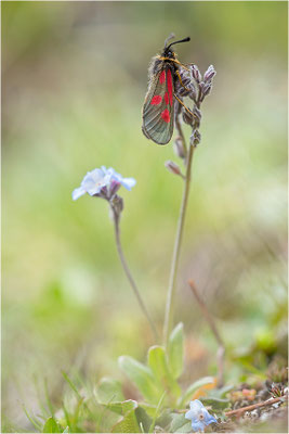 Alpen-Widderchen (Zygaena exulans), Weibchen, Italien, Region Aostatal, 2600m