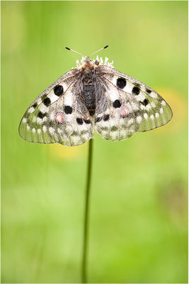 Roter Apollo (Parnassius apollo valesiacus), Schweiz, Kanton Wallis