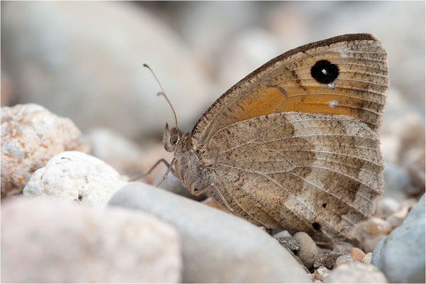 Weißkernauge (Satyrus ferula), Weibchen, Frankreich, Ardèche